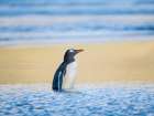 Gentoo Penguin during early morning at the coastline. Falkland Islands, Saunders Island. Art Print